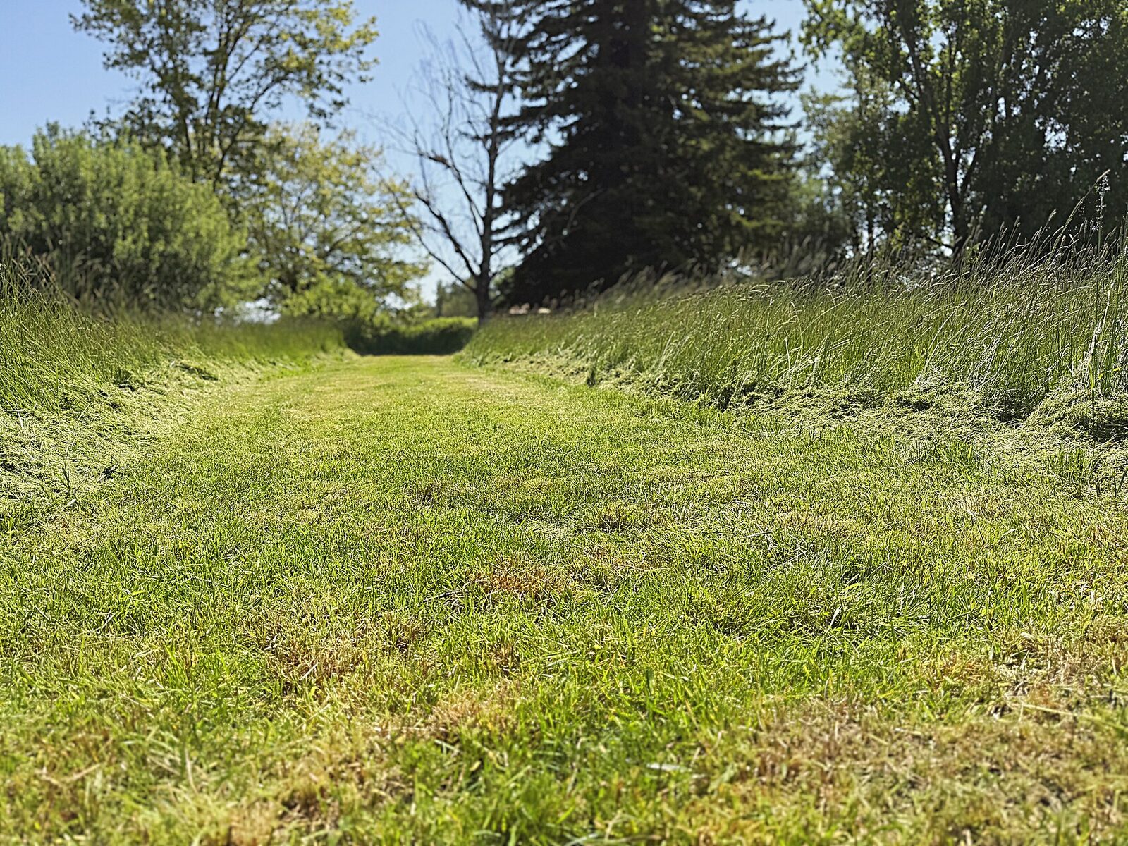 Before — overgrown grass