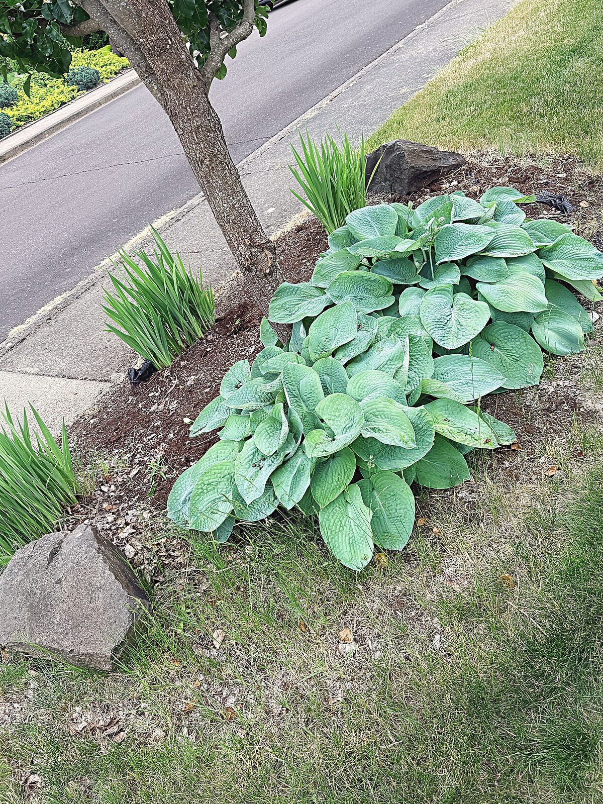 Fresh mulch bed
